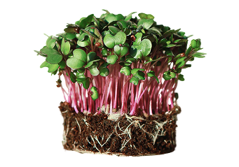 microgreens mp seeds