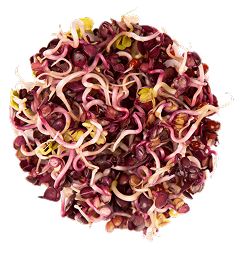 φύτρα mpseeds