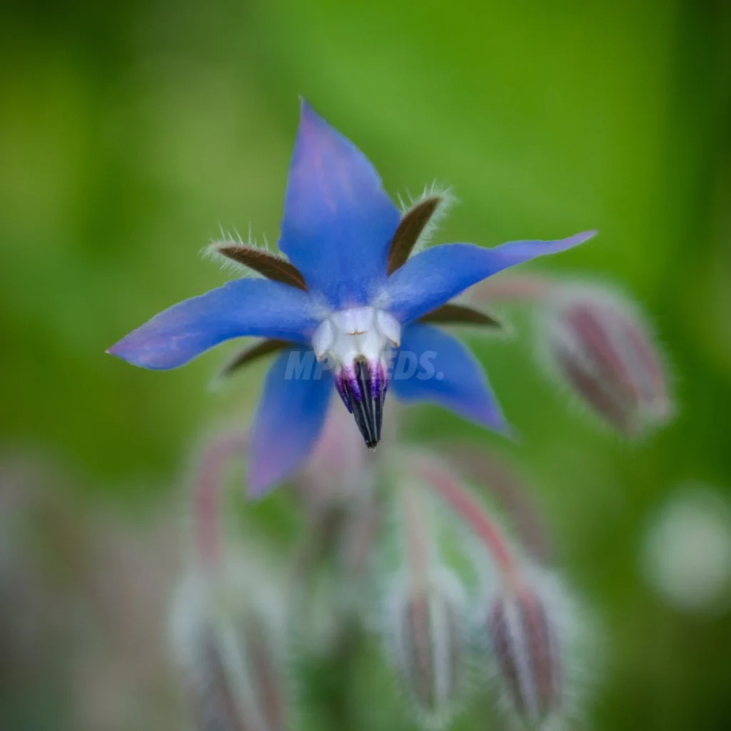 This photo shows how borage flower looks like