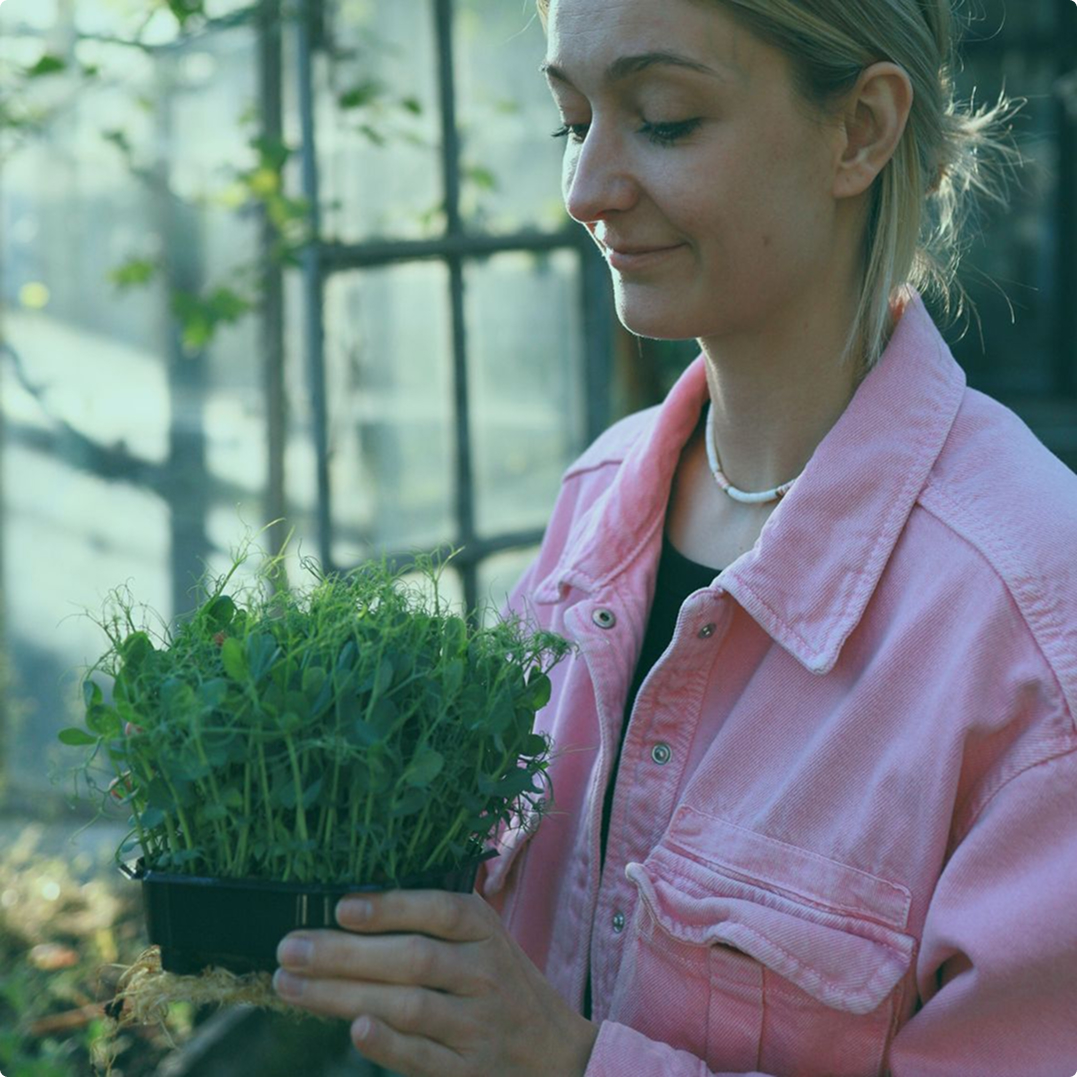 Βλαστοί Mπιζελιού Microgreens- Πως να τα καλλιεργήσεις γρήγορα και εύκολα;