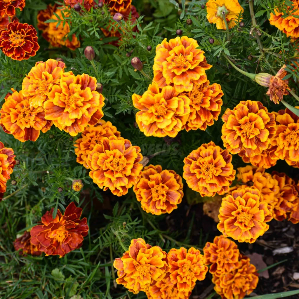 This photo shows tagette flowers in full bloom.