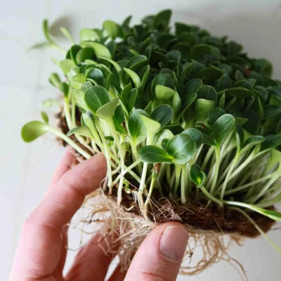 Γαϊδουράγκαθο microgreens πλήρως καλλιεργημένα από MP Seeds σπόρους.