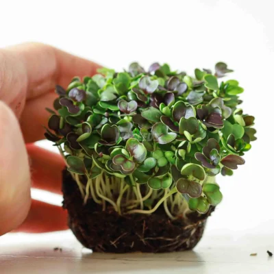 Pak Choi κόκκινο microgreens φύλλα καλλιεργημένα από MP Seeds σπόρους.