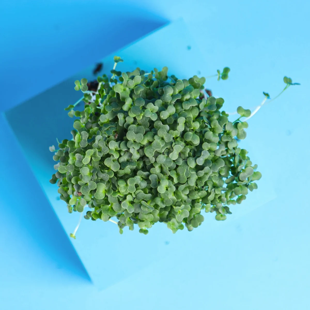 microgreens de pakchoi mp seeds