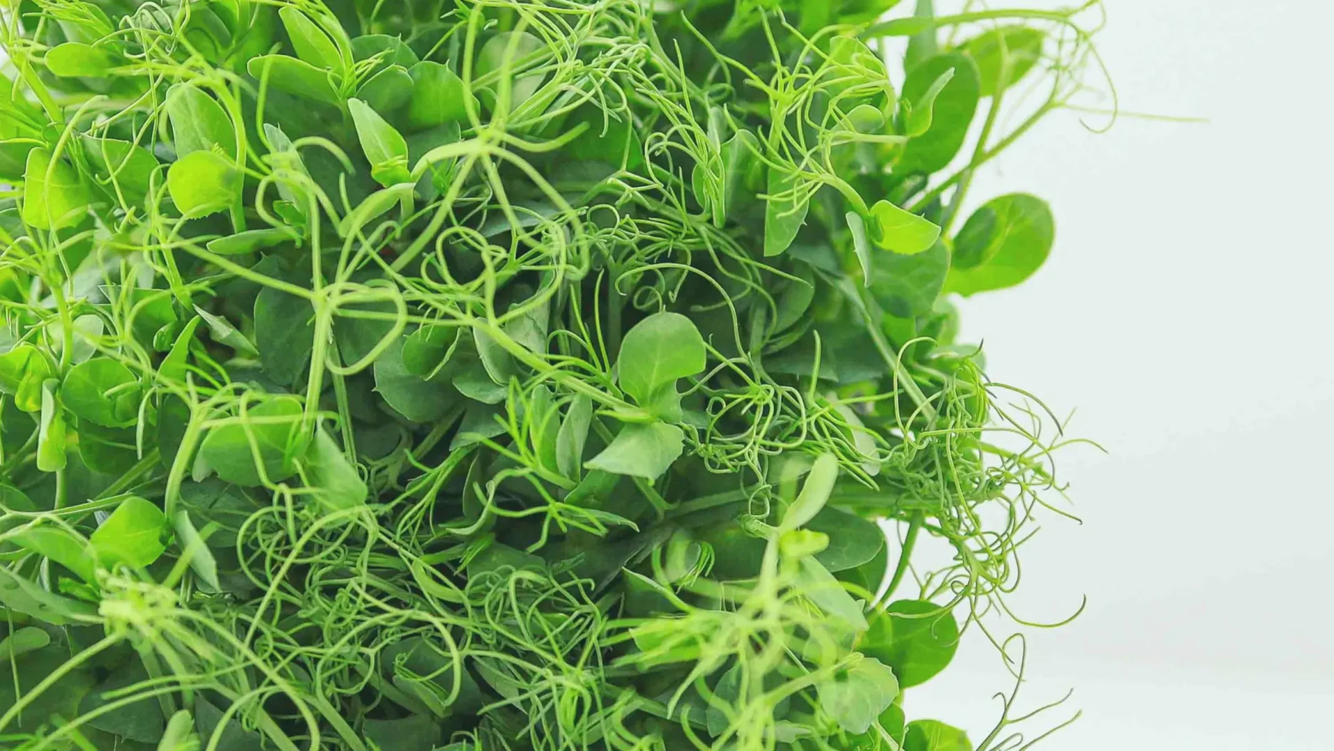 Σύγκριση  Microgreens Μπιζελιού- Επιλέγοντας την Ιδανική Ποικιλία για την Αστική σου Φάρμα
