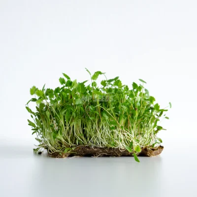 Microgreens γλυκάνισου καλλιεργημένα από σπόρους MP SEEDS