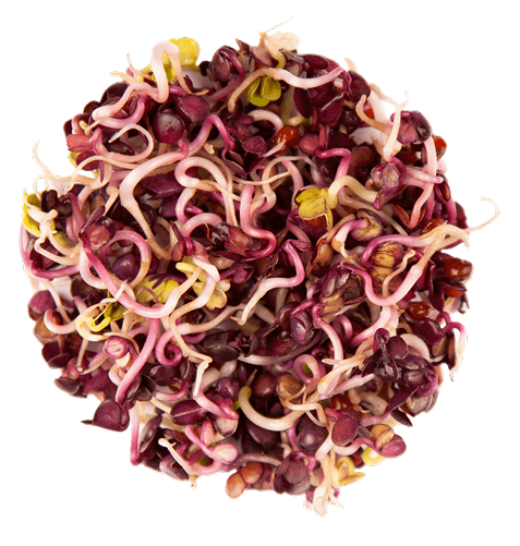 φύτρα mp seeds