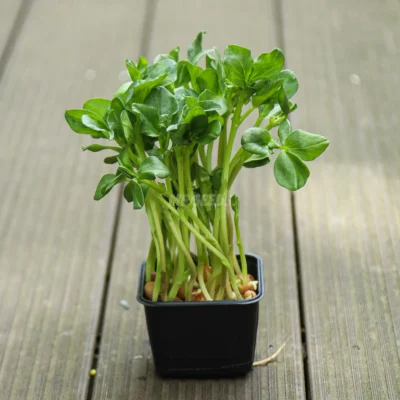 Micro-pousses de fèves dans un pot