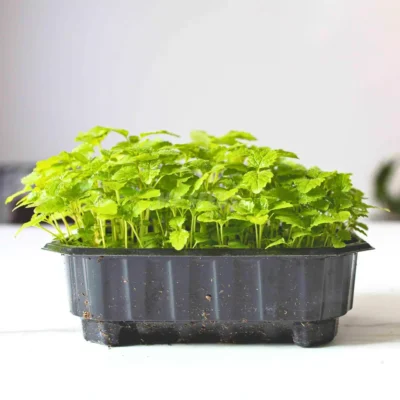 Μελλισόχορτο microgreens σε γλάστρα καλλιεργημένα από MP Seeds σπόρους.
