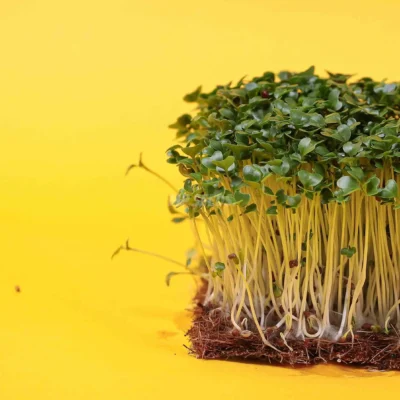 Μουστάρδα μαύρη microgreens καλλιεργημένα από MP Seeds σπόρους.