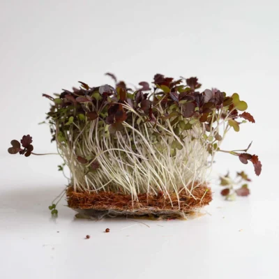 Μουστάρδα, Radd microgreens καλλιεργημένα από τους δικούς μας σπόρους