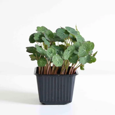 Καπουτσίνο, Empress of India microgreens