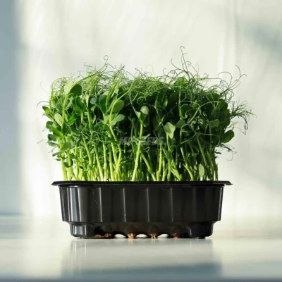 Micro-pousses de pois « Foxy » cultivées à partir de nos graines