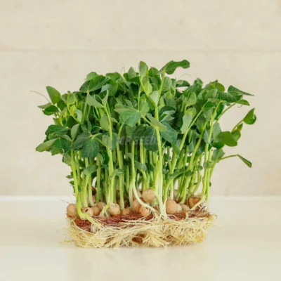 Μπιζέλι Jumbo microgreens καλλιεργημένα από MP Seeds σπόρους