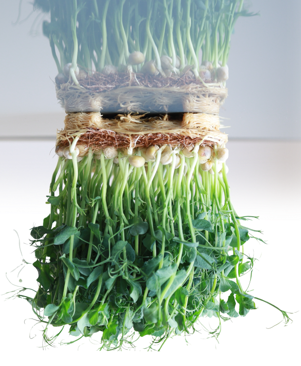 microgreens mp seeds