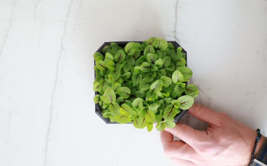 Microgreens καλλιεργημένα από τους δικούς μας σπόρους