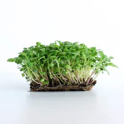 Φασκόμηλο φύλλα microgreens καλλιεργημένα από MP Seeds σπόρους.