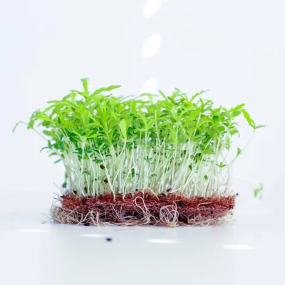 Shungiku microgreens καλλιεργημένα σε cocomat, από MP Seeds σπόρους.