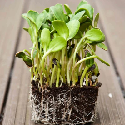 Microgreens de Girasol Grande cultivadas a partir de nuestras semillas