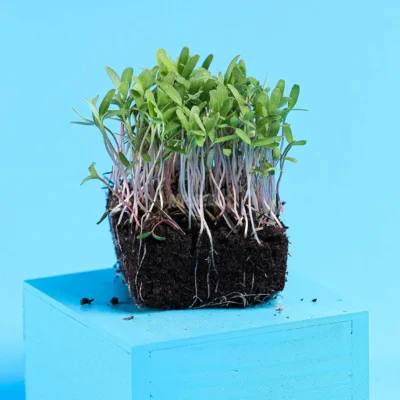 Microgreens Κατιφέ Ροζ με ρίζες από σπόρους της MP SEEDS