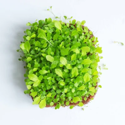 Dandelion leaves