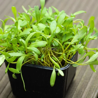 Παντζάρι Κίτρινο microgreens σε γλάστρα, καλλιεργημένα από MP Seeds σπόρους.