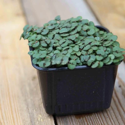 Perilla Κόκκινο Shiso Microgreens σε πρώιμο στάδιο ανάπτυξης.