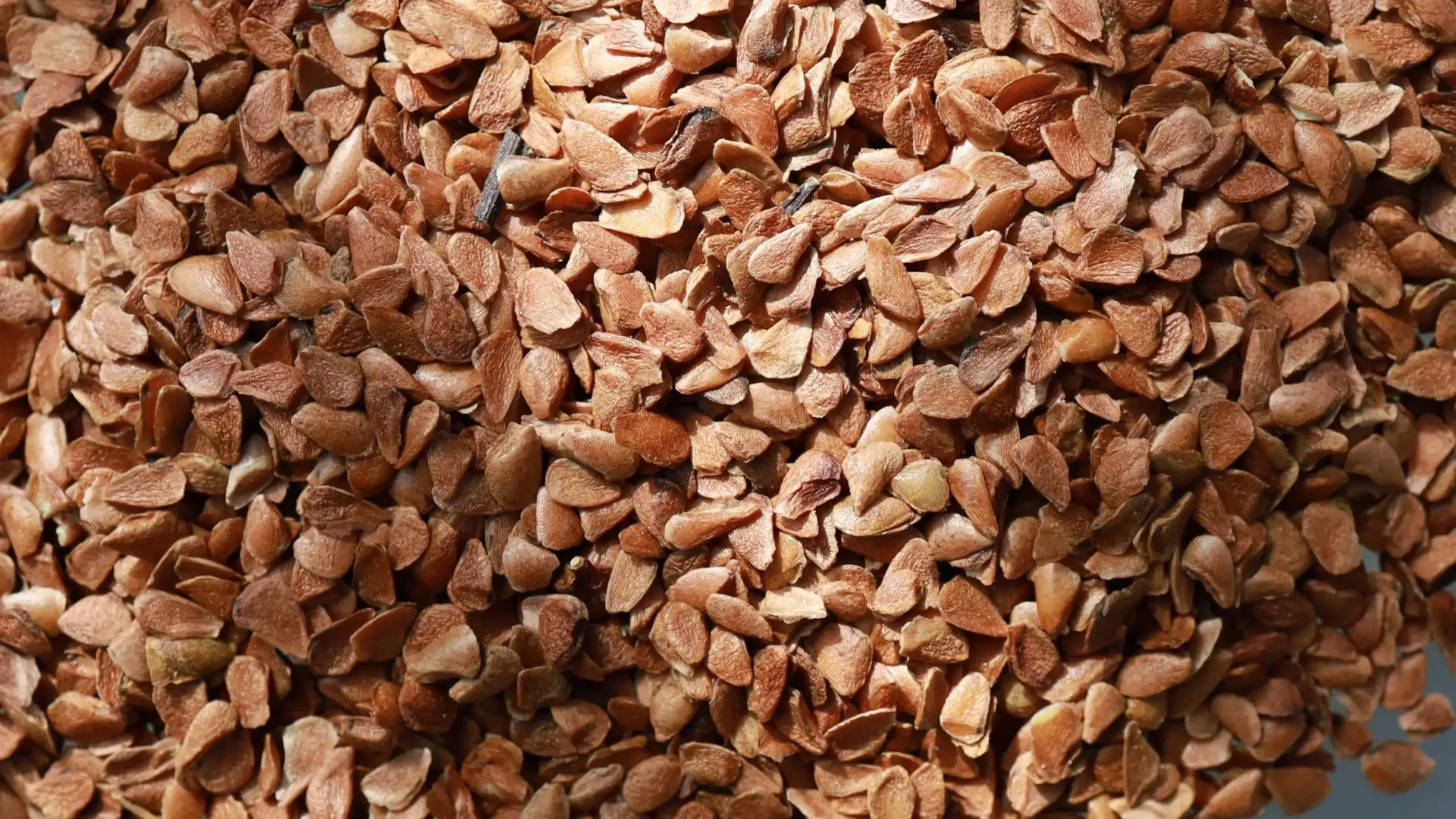 Πόσο Πυκνή να Είναι η Σπορά των Σπόρων Microgreens; Ένας πρακτικός οδηγός με ΠΙΝΑΚΕΣ για την καλλιέργεια των microgreens.
