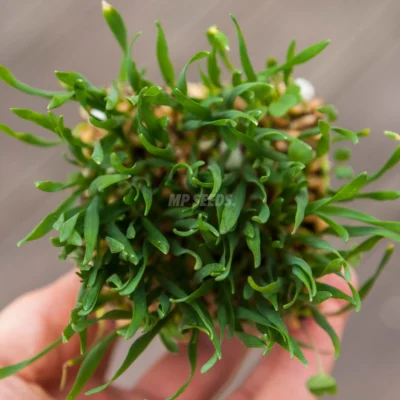 BIO Σιτάρι, microgreens καλλιεργημένα από MP Seeds σπόρους - λήψη από πάνω