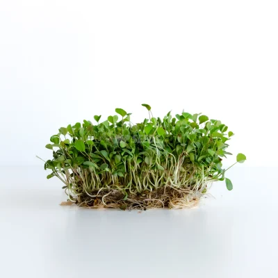 Microgreens μηδικής καλλιεργημένα από σπόρους MP SEEDS.