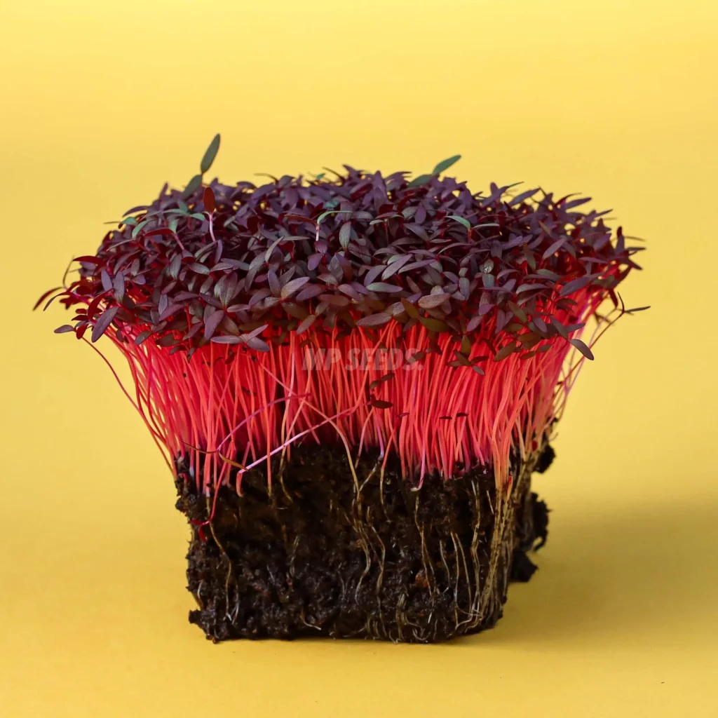 Αμάραντος Κόκκινος Microgreens