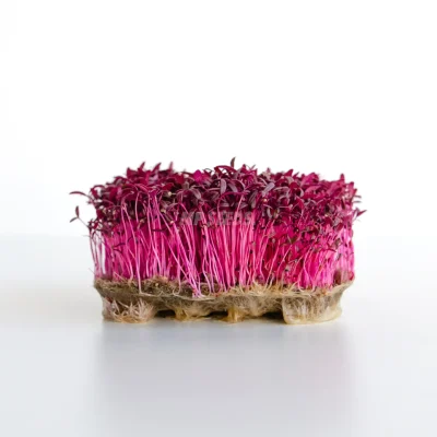 Microgreens αμάρανθου καλλιεργημένα από σπόρους MP SEEDS.