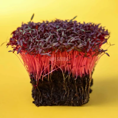 Αμάραντος, Κόκκινος microgreens