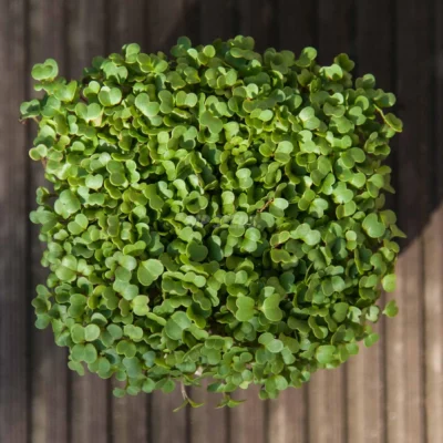 ΒΙΟ Ρόκα microgreens καλλιεργημένα από MP Seeds σπόρους - λήψη από πάνω.