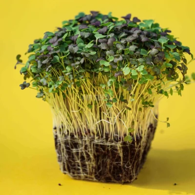 Ασιατικό Micro Mix Σπόροι για microgreens καλλιεργημένα από MP Seeds σπόρους.