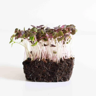 Φύλλα microgreens Βασιλικός Κόκκινος της MP SEEDS