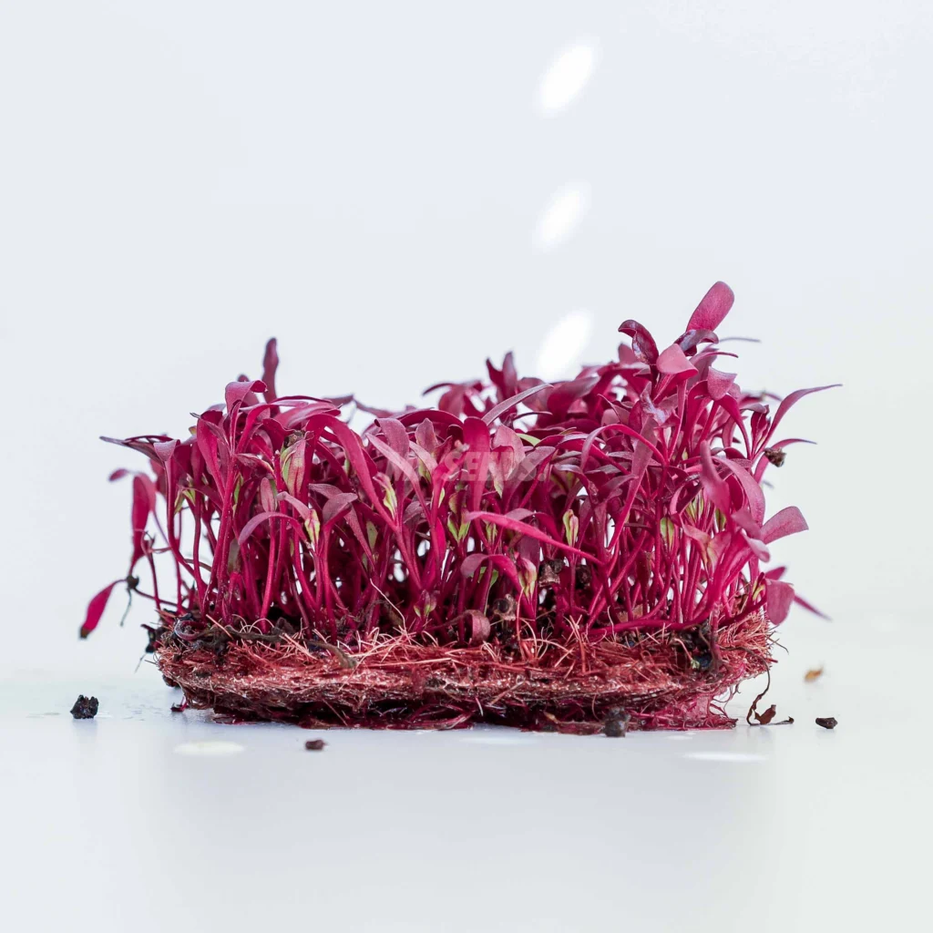 Παντζάρι Bulls Blood Microgreens