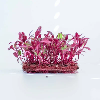 Παντζάρι, Bulls Blood microgreens καλλιεργημένα από MP Seeds σπόρους -πλαϊνή όψη