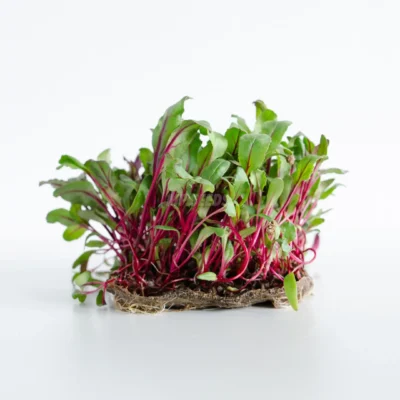Παντζάρι κόκκινο microgreens σε μεγέθυνση.