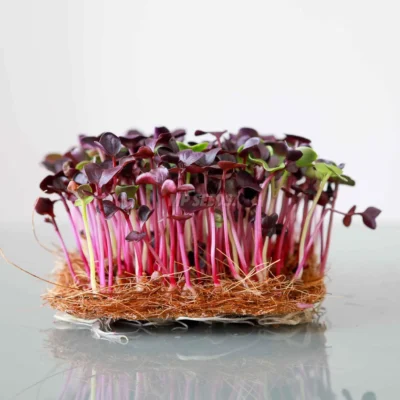 BIO Ραπανάκι, Κόκκινος Rambo microgreens καλλιεργημένα από MP Seeds σπόρους
