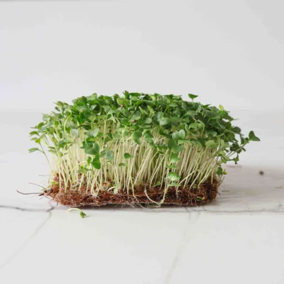 Φύλλα microgreens Μπρόκολο Calabrese από τους δικούς μας σπόρους