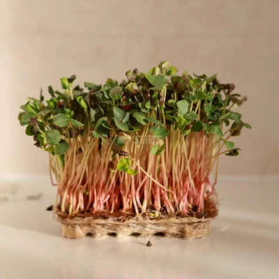 Φαγόπυρος microgreens καλλιεργημένα από MP Seeds σπόρους