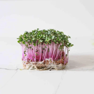 Λάχανο, Κόκκινο Σπόροι για microgreens καλλιεργημένα από MP Seeds σπόρους - πλαϊνή όψη.