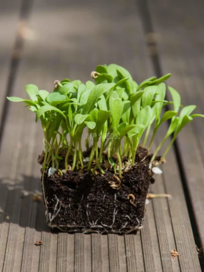 Microgreens Καλέντουλας της MP SEEDS