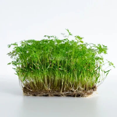 Καρότο Falla microgreens καλλιεργημένα από premium MP SEEDS σπόρους.