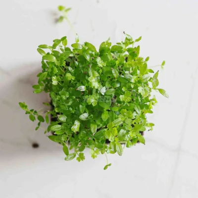 Microgreens από Σέλερι Leafly