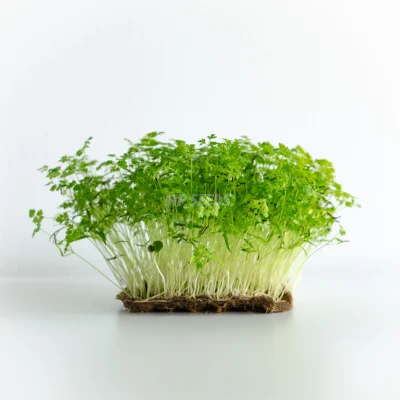 Microgreens μυρώνι καλλιεργημένα από σπόρους MP SEEDS