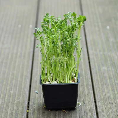 Ρεβίθι Microgreens σε γλάστρα