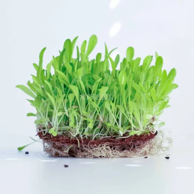 Microgreens Κιχώριο σε καλλιεργητικό στρώμα