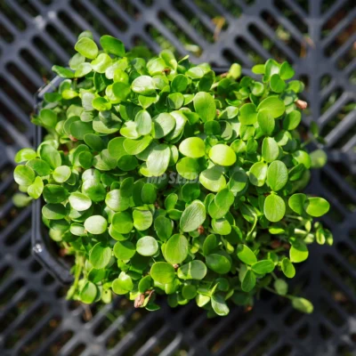 Κινέζικο Μαόνι, microgreens καλλιεργημένα από MP Seeds σπόρους - λήψη από πάνω.